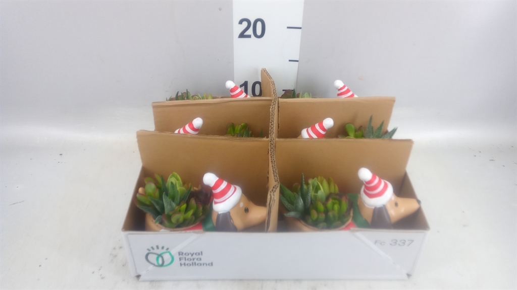 Arrangement Christmas 7Ø