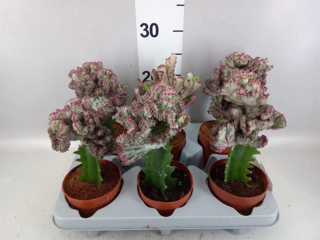 Euphorbia Lactea 10Ø 22cm