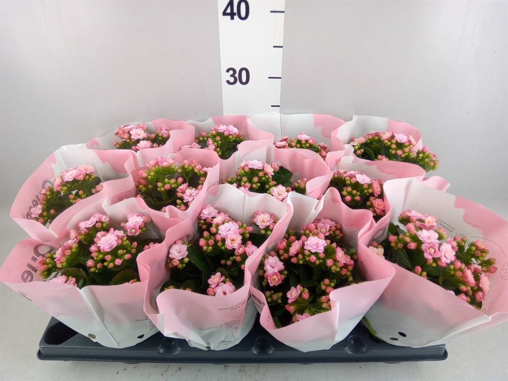 Kalanchoe Double More Flowers Augusta 10Ø 25cm