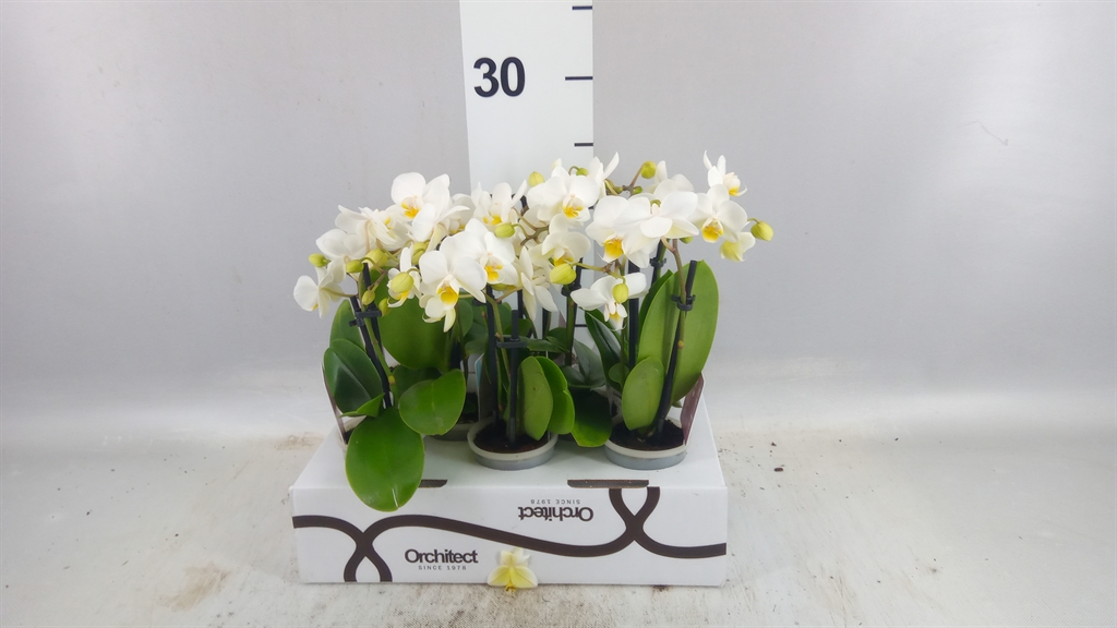 Phalaenopsis Mini 6Ø 17cm 2st