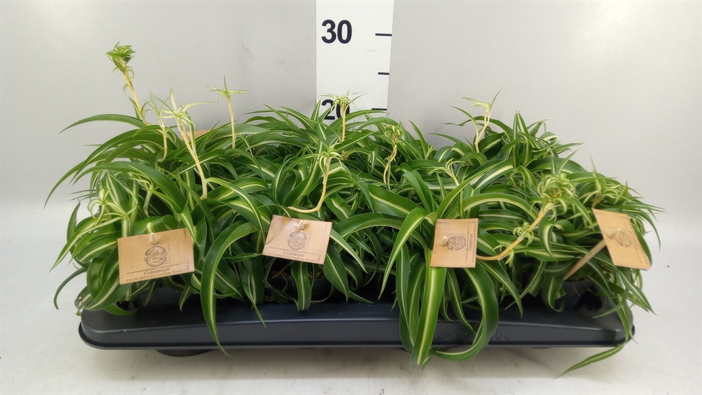 Chlorophytum Bonnie 12Ø 20cm