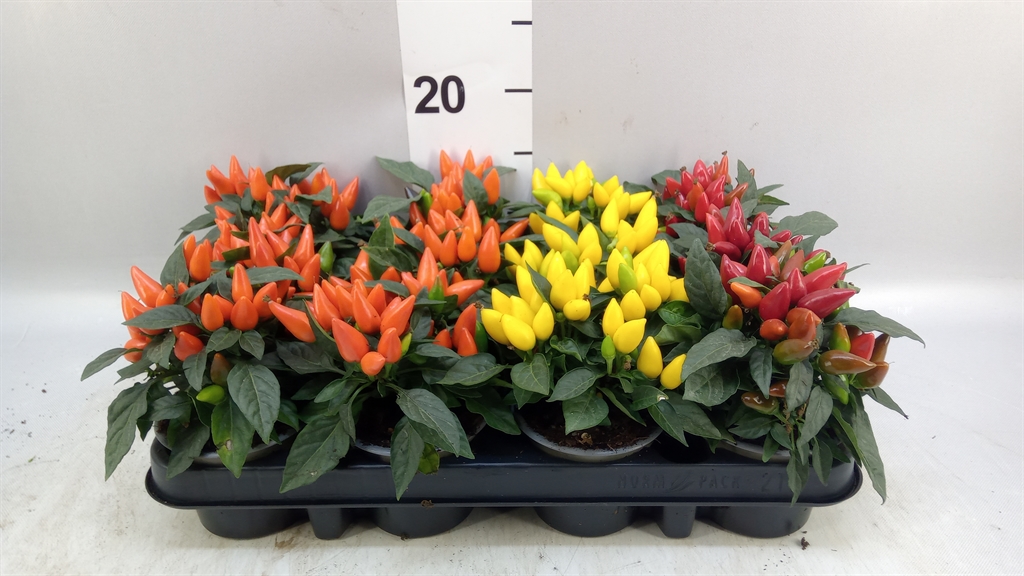 Capsicum Salsa Mix 9Ø 15cm