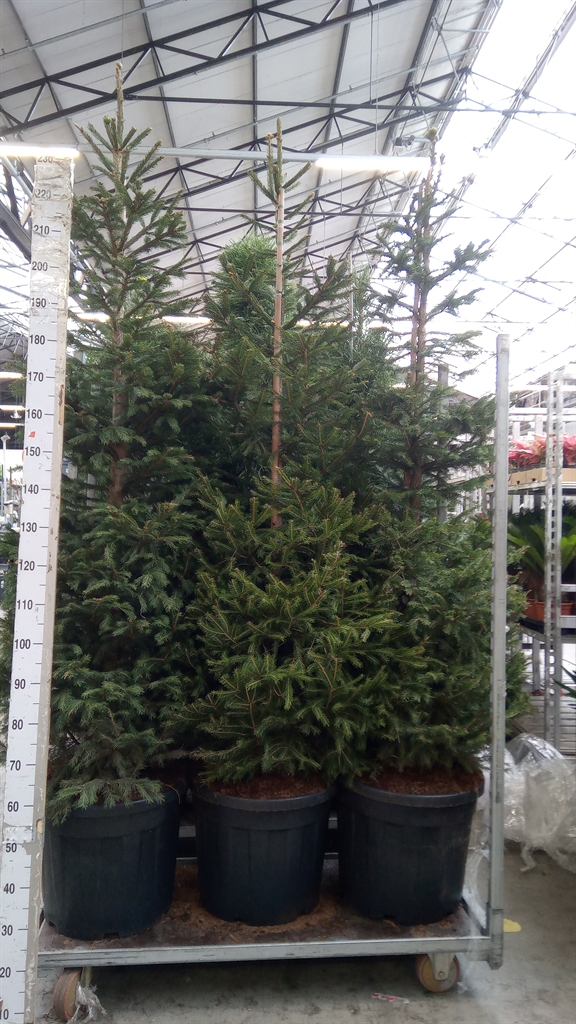 Pice Abies 50Ø 210cm