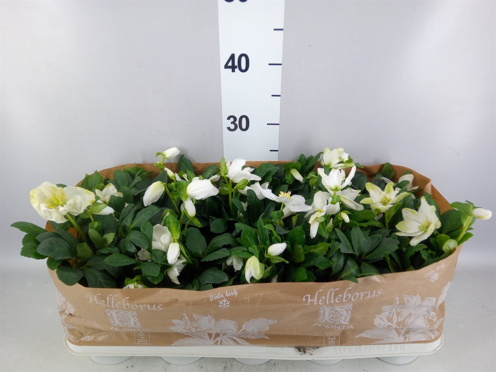 Helleborus Christmas Carol 12Ø 24cm