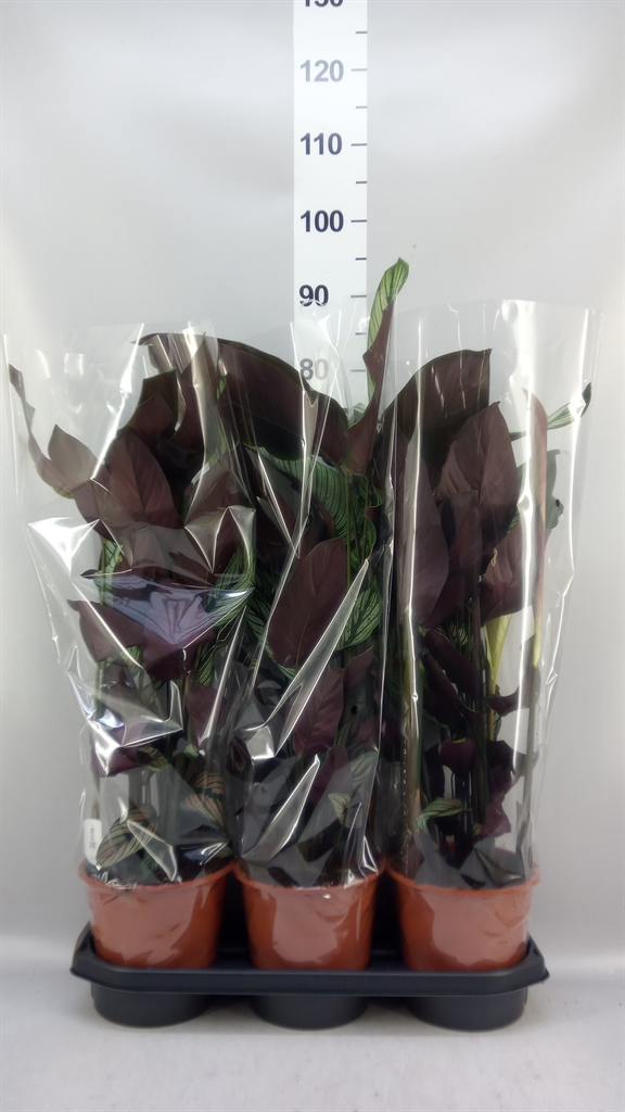 Calathea Whitestar 19Ø 70cm