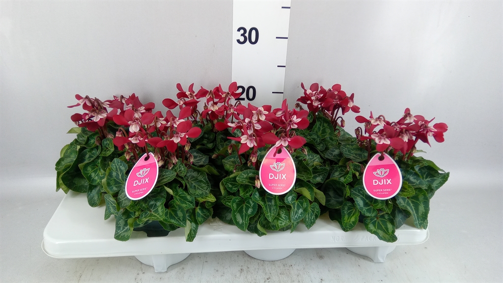 Cyclamen Super Serie Djix 12Ø 25cm
