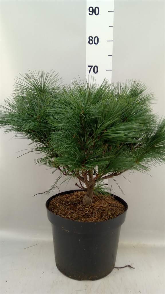 Pinus Strobus 28Ø 50cm