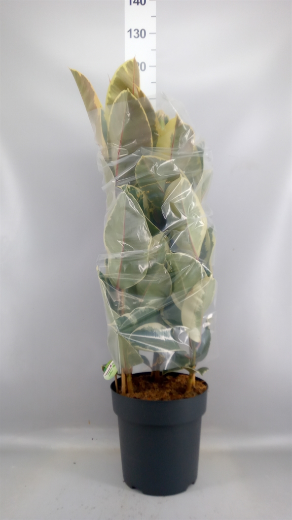 Ficus Tineke 27Ø 105cm