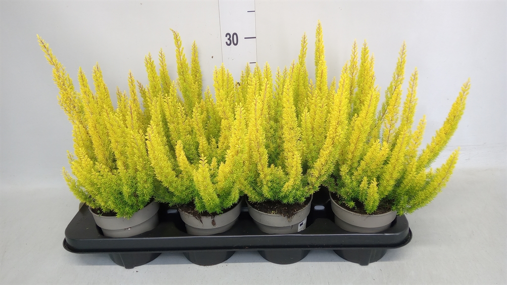 Erica Arborea Albert's Gold 12Ø 20cm