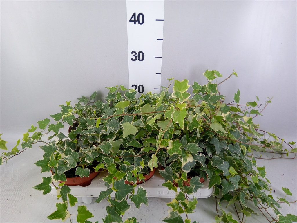 Hedera Helix Eva 13Ø 30cm