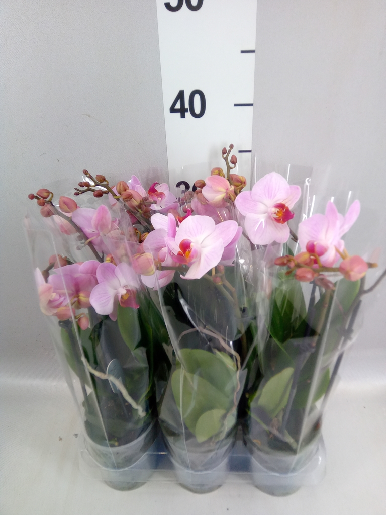 Phalaenopsis Multiflora Anthura Antwerp 9Ø 40cm 3st
