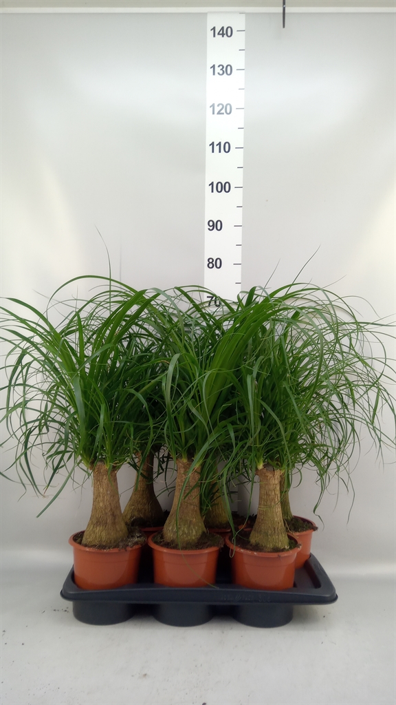 Beaucarnea Recurvata 17Ø 50cm
