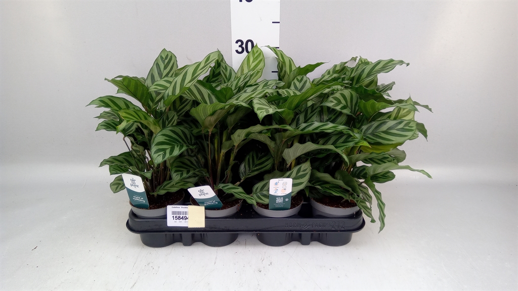 Calathea Freddie 9Ø 15cm