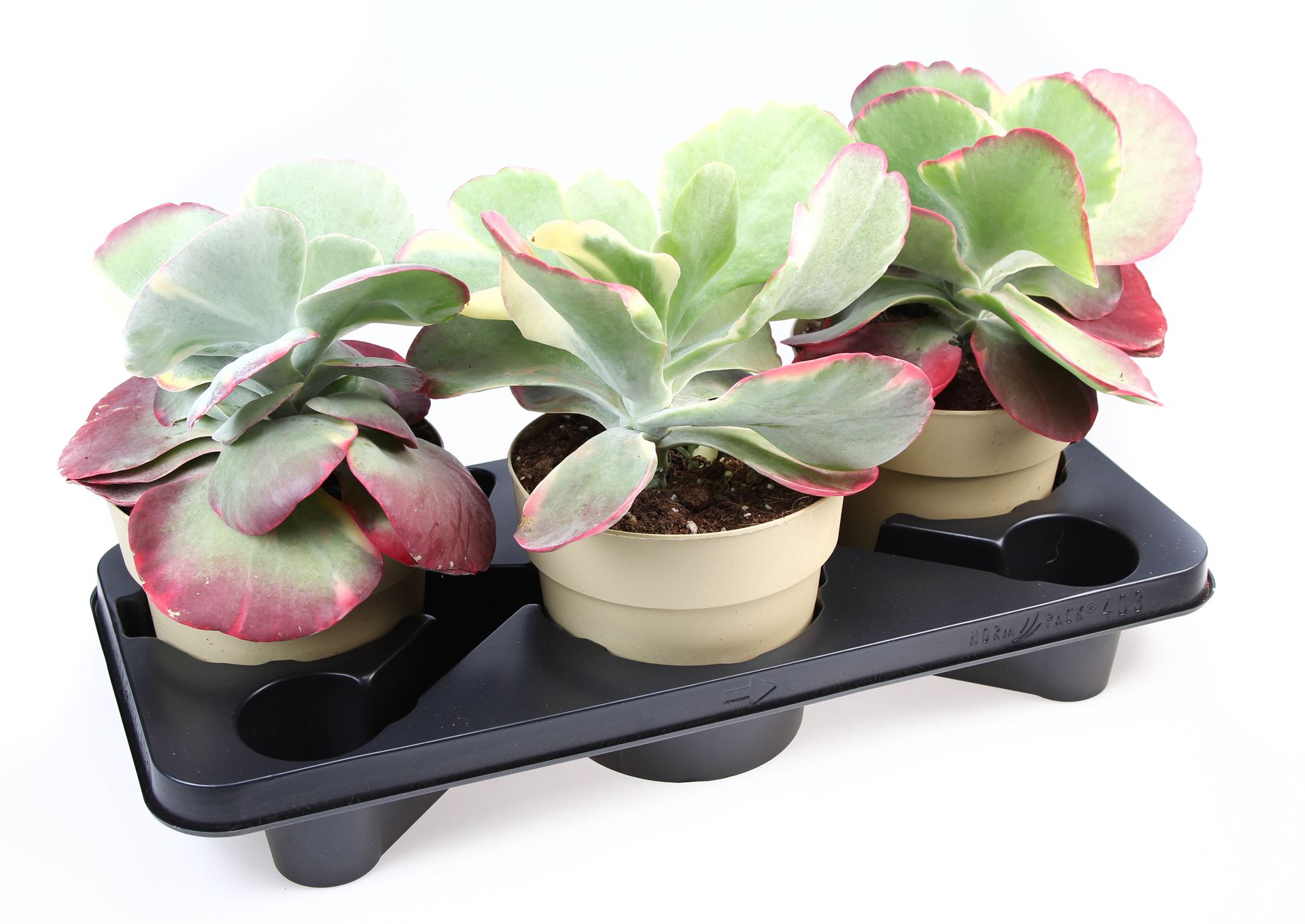 Kalanchoe Red Lips 17Ø 25cm