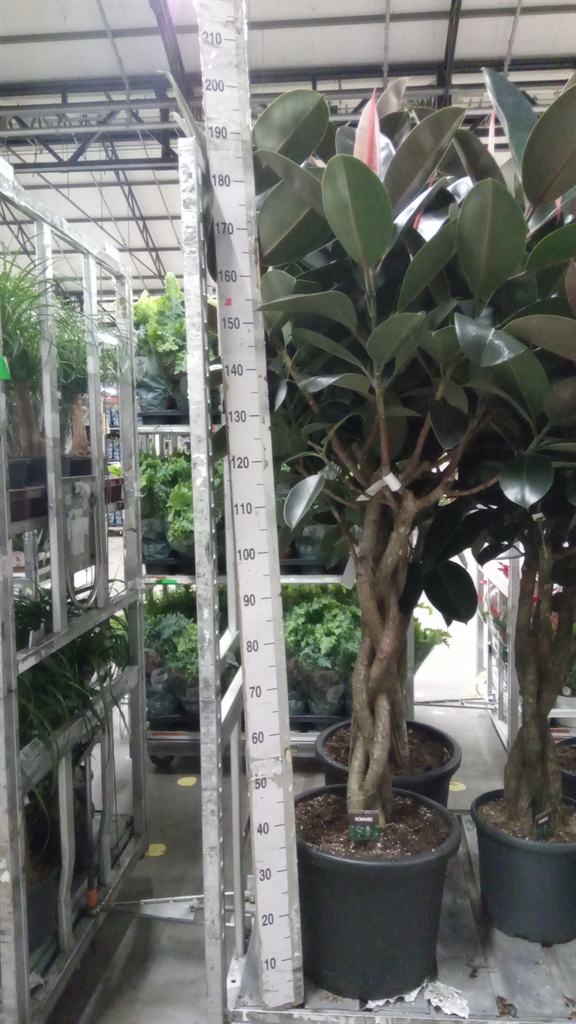 Ficus Burgundy 45Ø 200cm