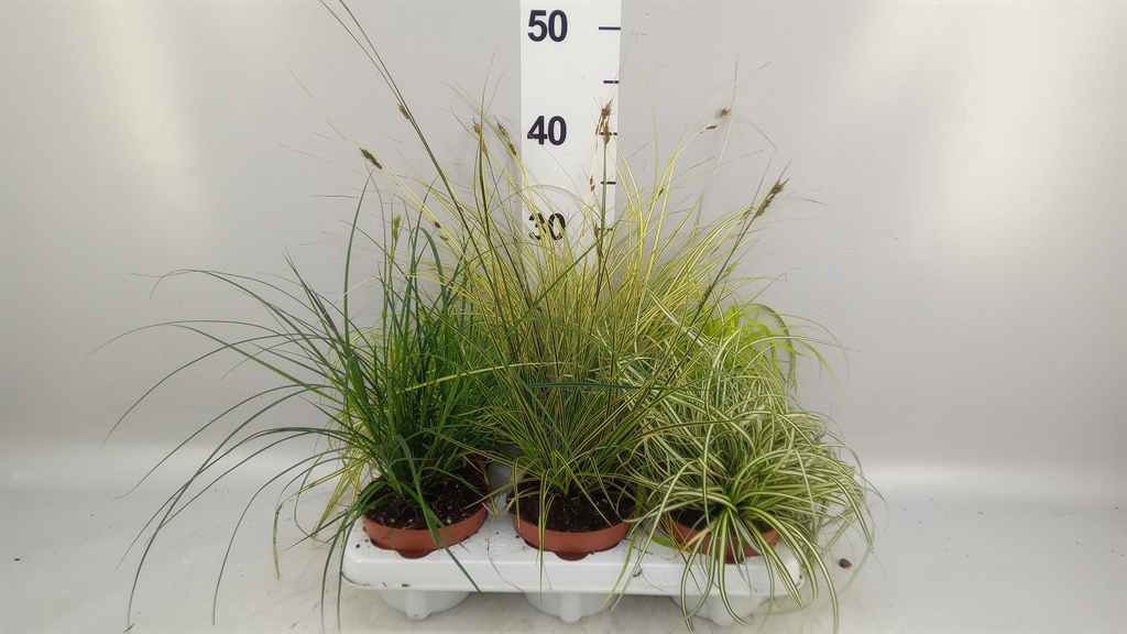Carex Mix 12Ø 30cm