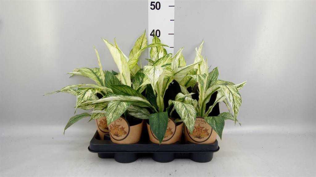 Spath Overig 11Ø 40cm