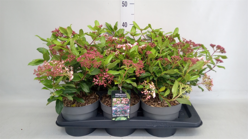 Viburnum T Gwenllian 35cm