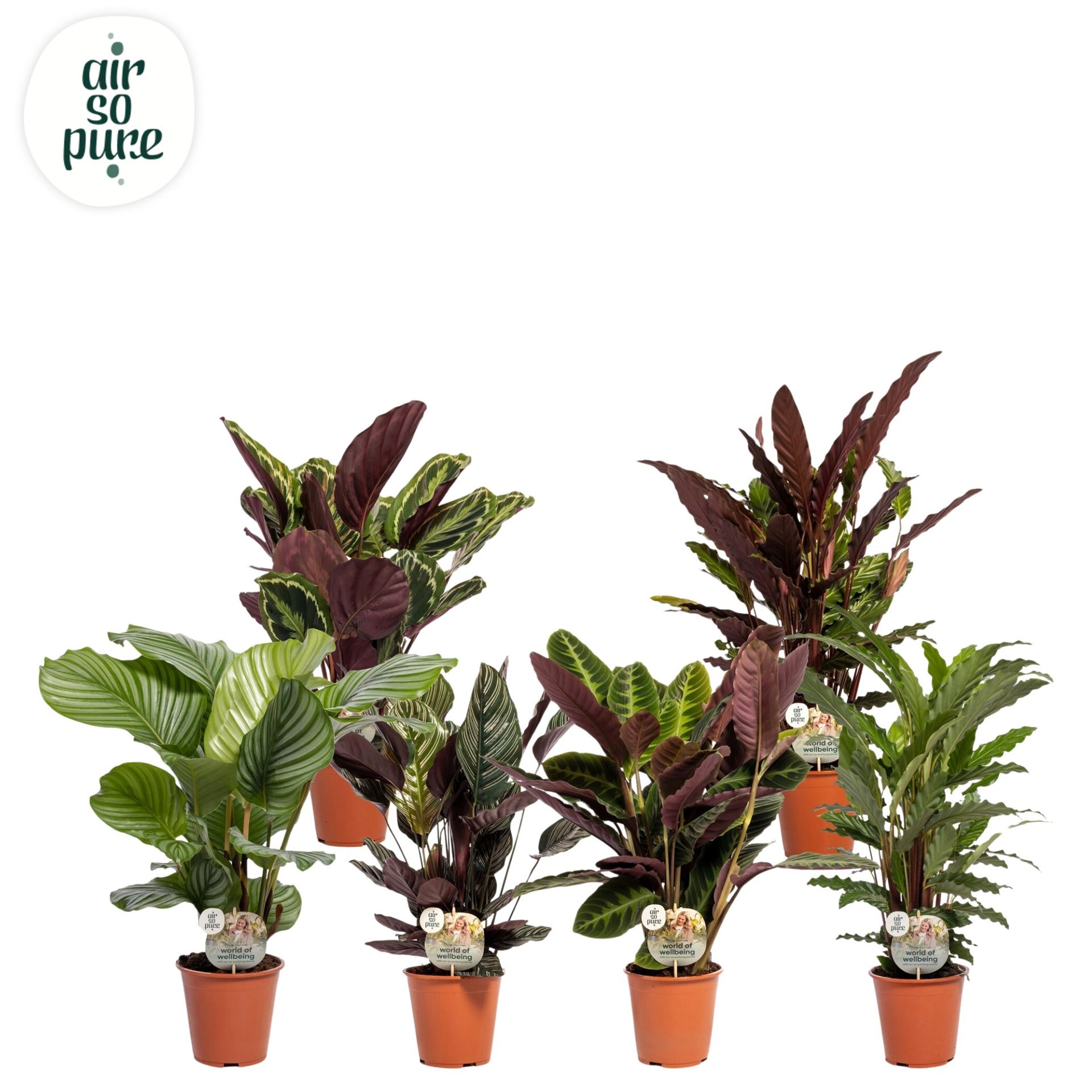 Calathea Mix 19Ø 75cm