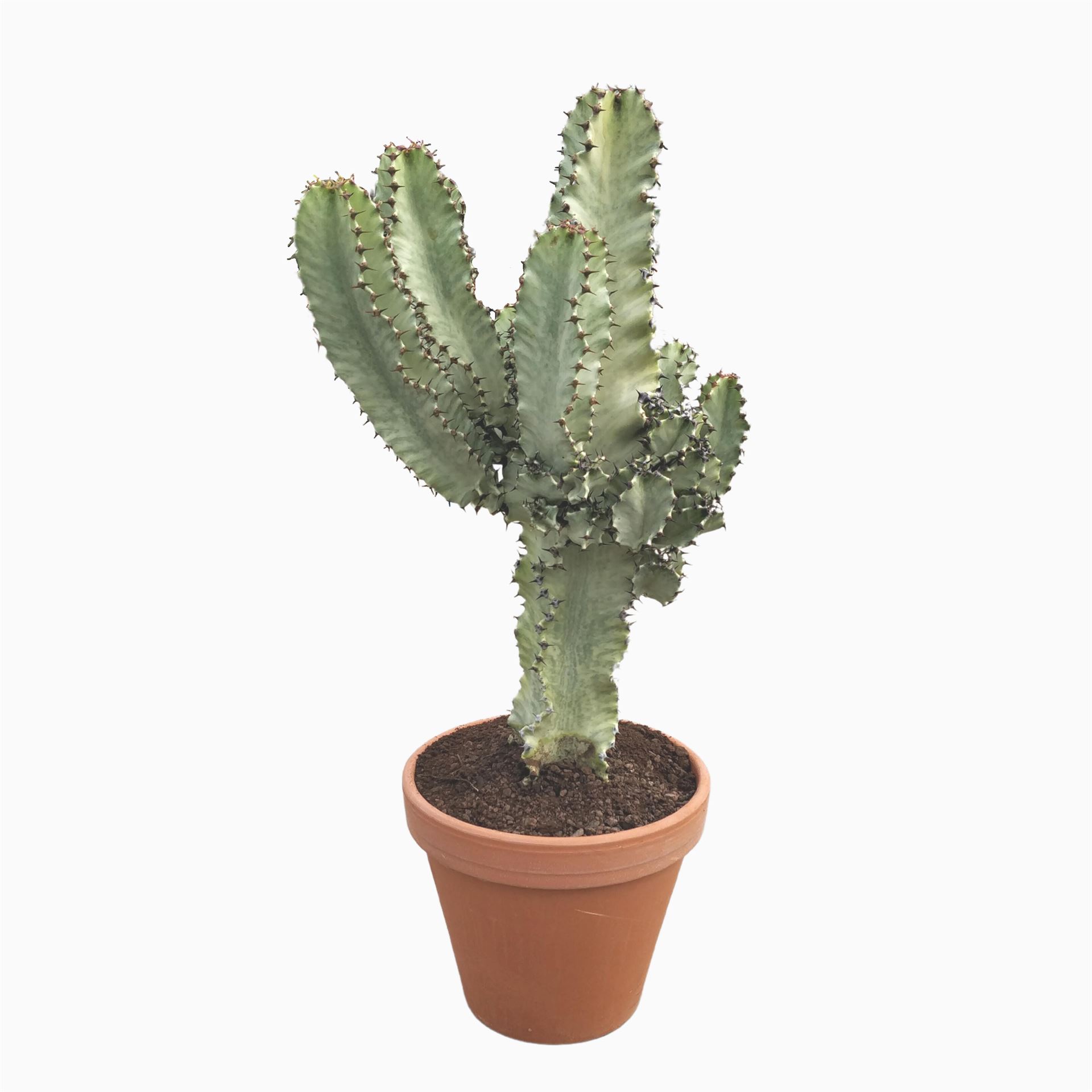 Euphor Su In Variega 27Ø 80cm