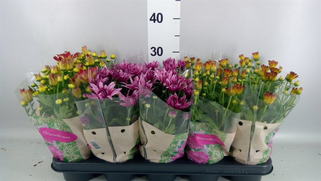 Chrysanth Mix 12Ø 26cm