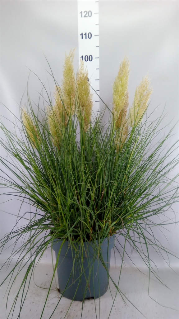 Cortaderia Tiny Pampa 27Ø 70cm
