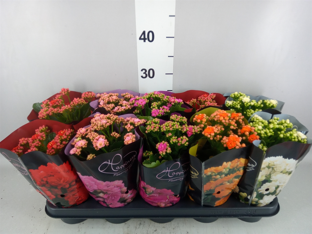 Kalanchoe Double Perfecta Mix 12Ø 25cm