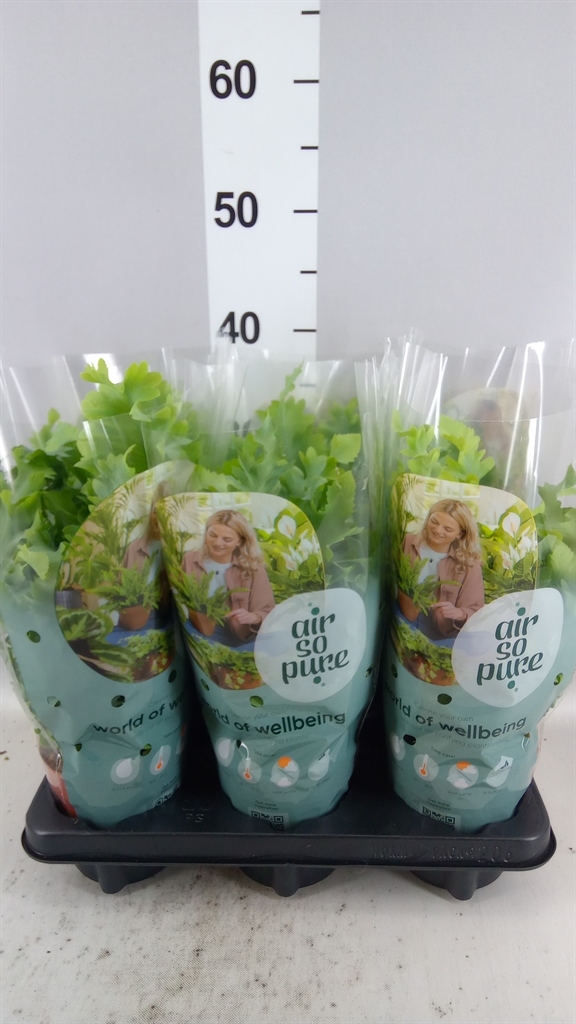 Phlebodium Aureum Davana 12Ø 35cm