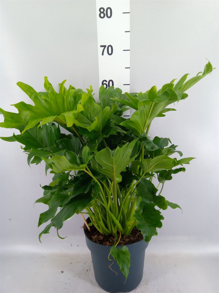 Philodendron Little Hope 21Ø 55cm