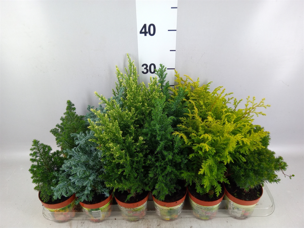 Conifers Mix 9Ø 30cm