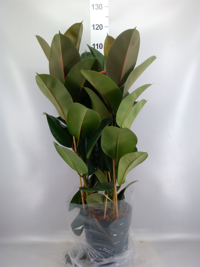 Ficus Robusta 27Ø 105cm
