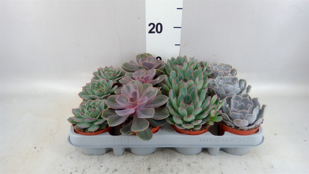 Echeveria Mixed 508Ø