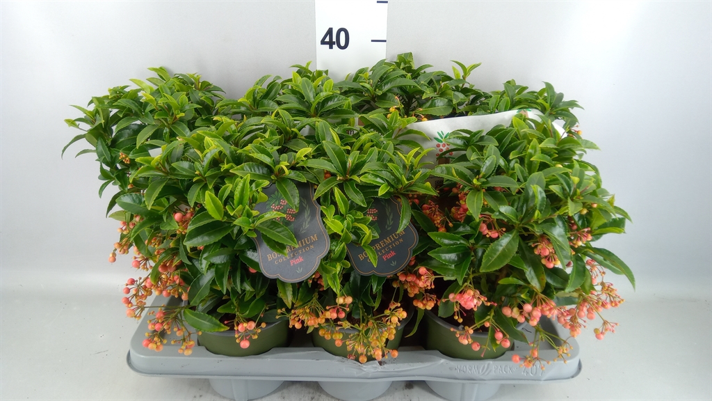 Ardisia Crenata Premium Salmon 14Ø 40cm