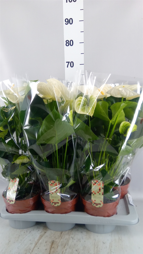 Anthurium Alpine 17Ø 60cm