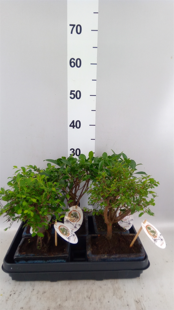 Bonsai Mix 15Ø 20cm