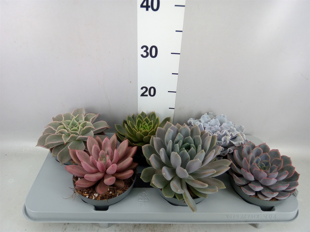 Echeveria Mixed 13Ø