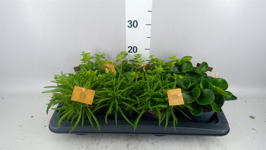 Peperomia Mix 12Ø 20cm