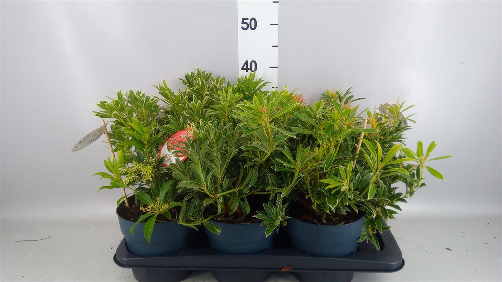 Pieris Flaming Silver 17Ø 40cm