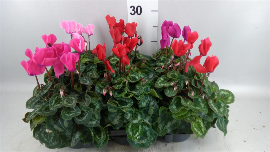 Cyclamen Super Serie Allure 12Ø 29cm