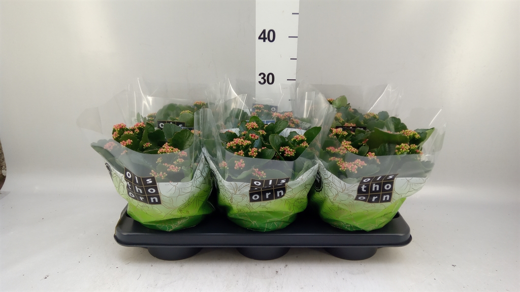 Kalanchoe Double Rubio Red 15Ø 24cm