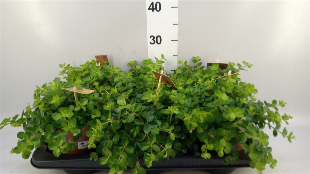 Peperomia Rotundifolia 15Ø 25cm