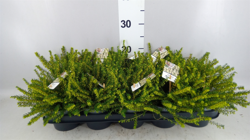 Erica Darleyensis Silberschmelze 12Ø 20cm