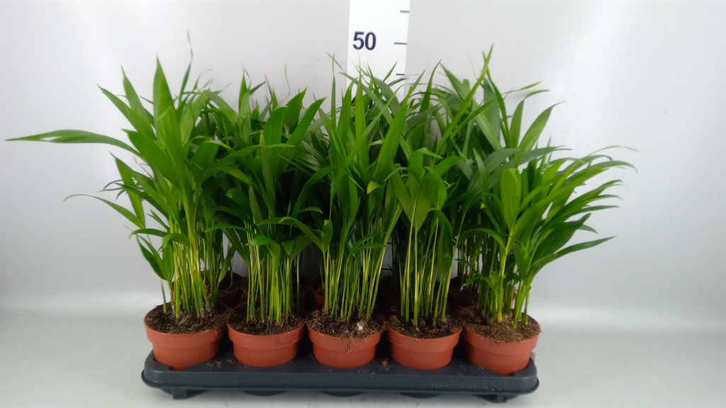 Dypsis Lutescens 12Ø 45cm