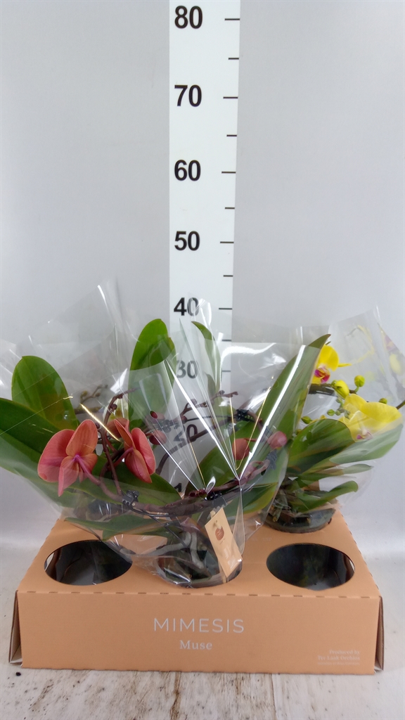 Phal Muse Mix 3 Stm Authe 12Ø 35cm