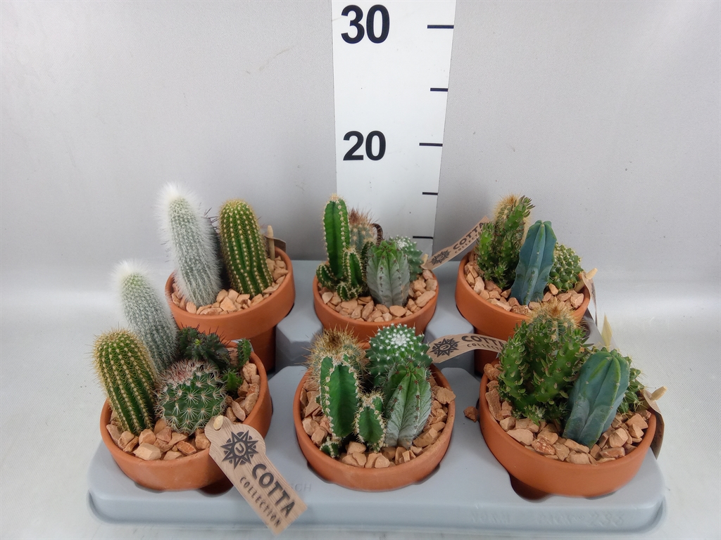 Cactus Mix 10Ø 20cm