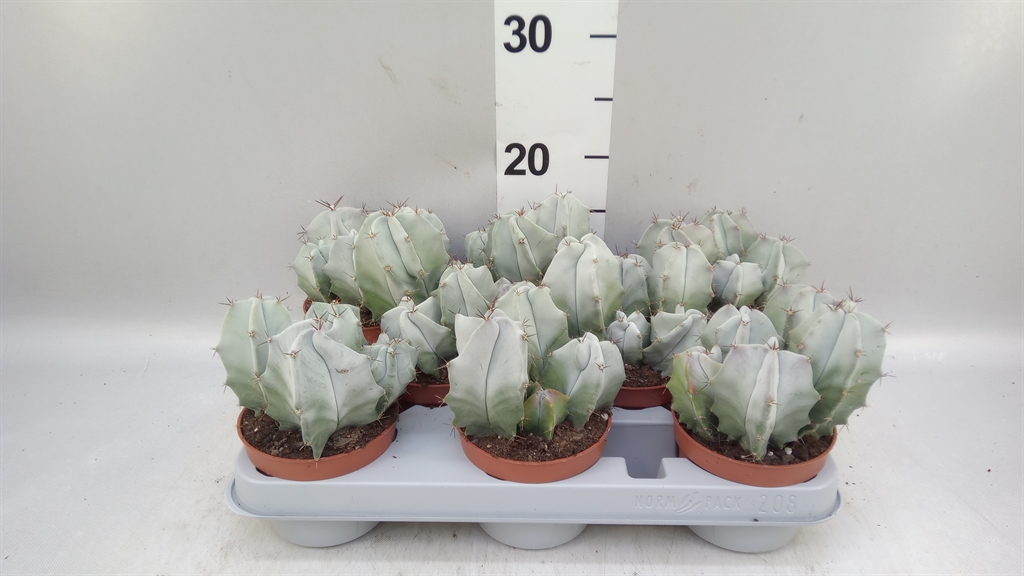 Cereus 510Ø