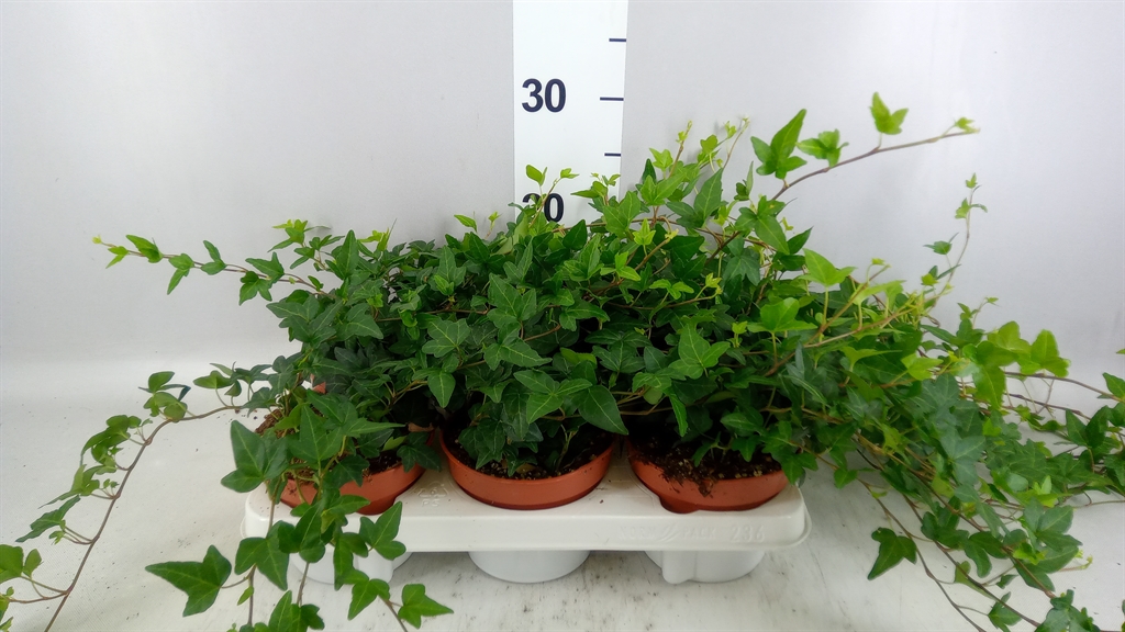 Hedera Helix Shamrock 13Ø 20cm