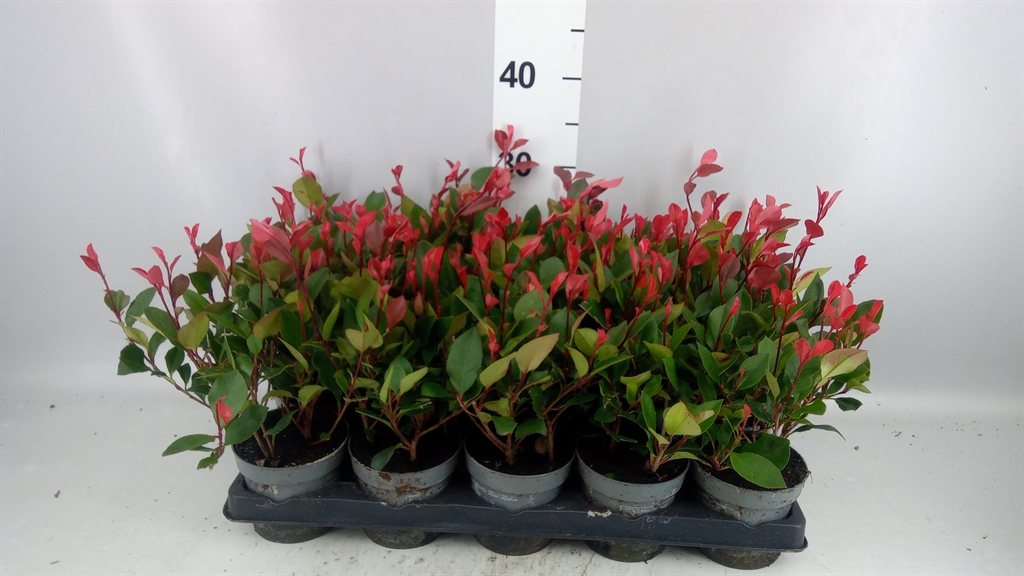 Photinia Little Red Robin 11Ø 32cm