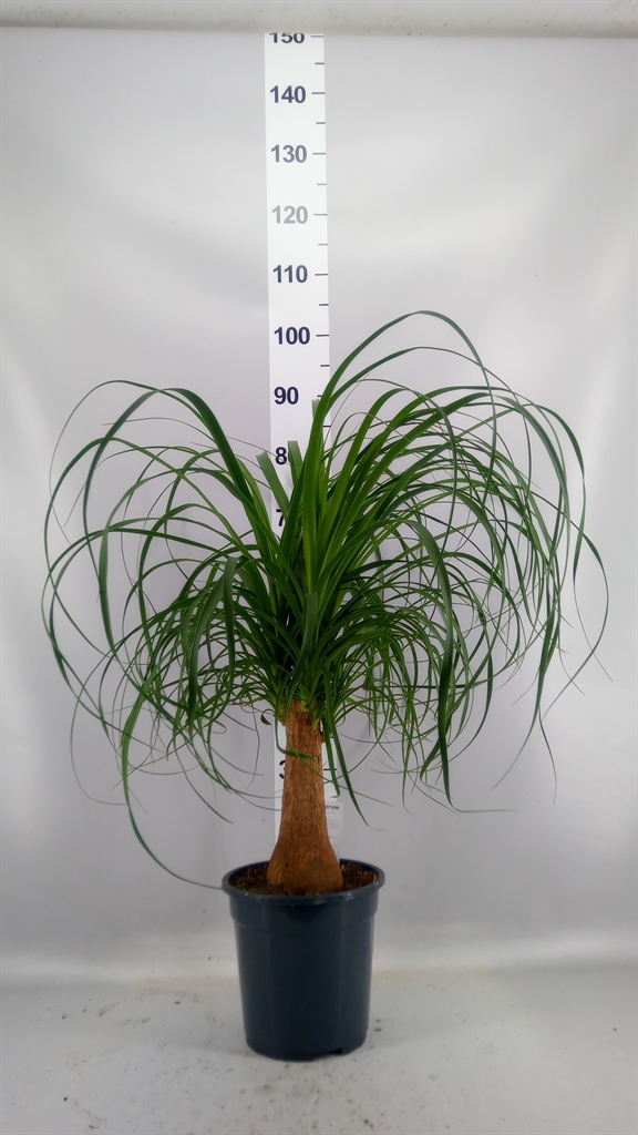 Beaucarnea Recurvata 21Ø 75cm