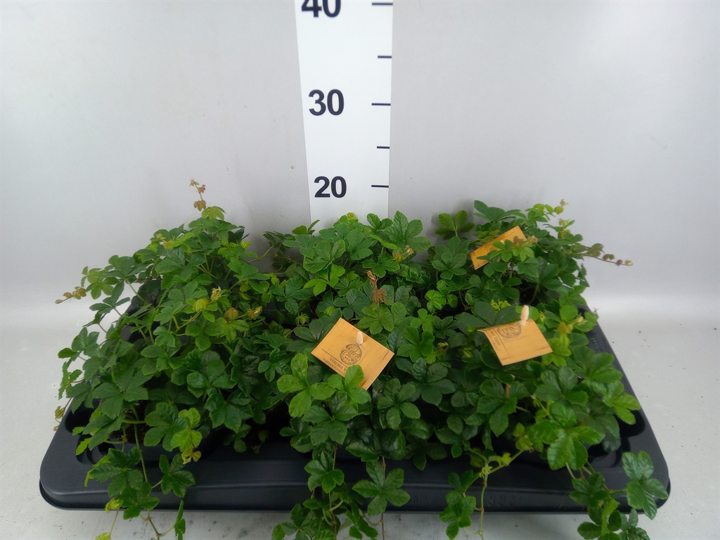 Parthenocissus Inserta 12Ø 20cm